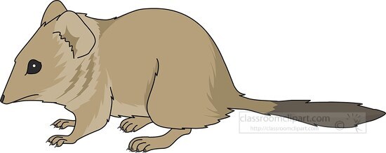 crest tailed marsupial mouse clipart