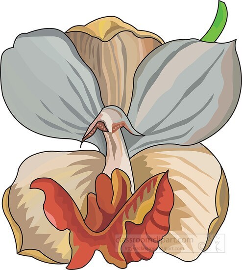 cymbidium orchid clipart 3 04 0801a