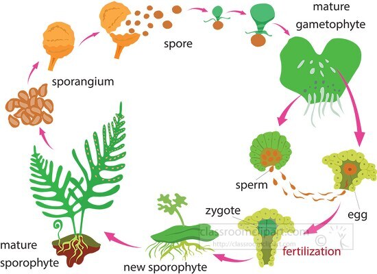 diagram life cycle of a fern clipart illustration