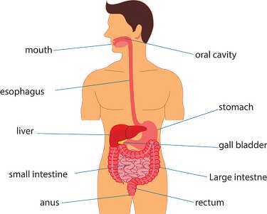 diagram of digestive system human anatomy clipart
