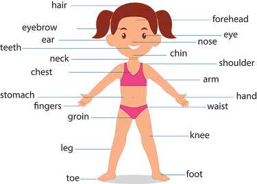 diagram of female child girl front body parts human anatomy clip
