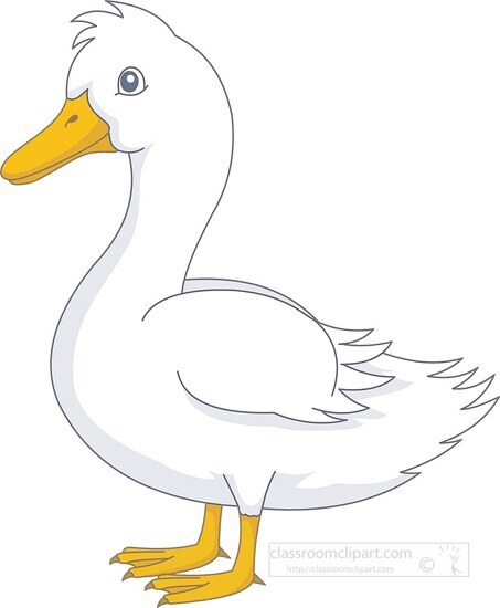 duck aquatic bird clipart