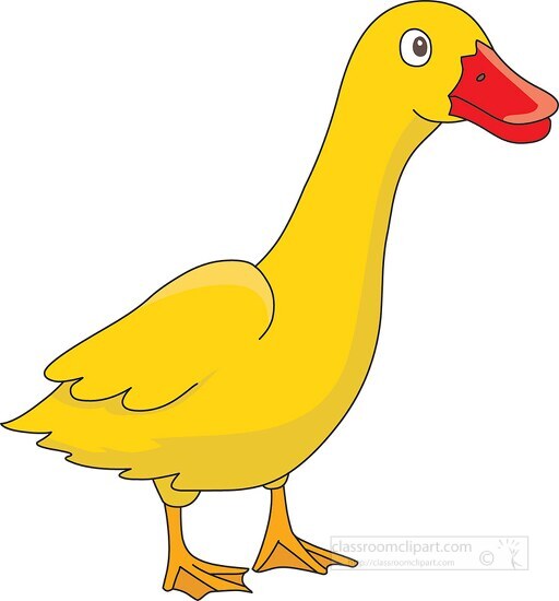 duck orange beak 914