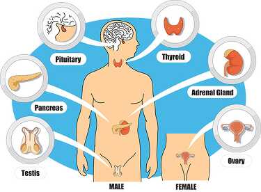 endocrine system labeled diagram clipart