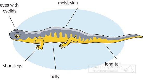 external anatomy amphibian salamander clipart