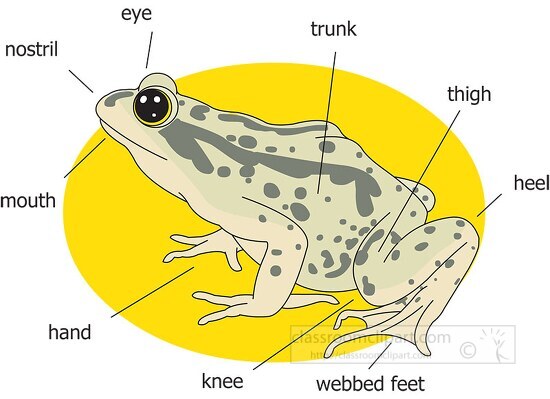 frog mouth anatomy