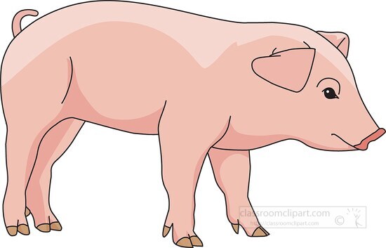 farm animal pig clipart