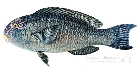 fish isolated on white background 3113