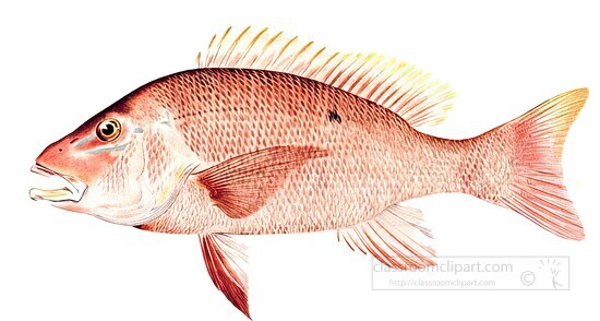 fish isolated on white background 3137