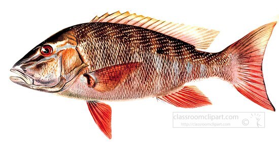 fish isolated on white background 3138