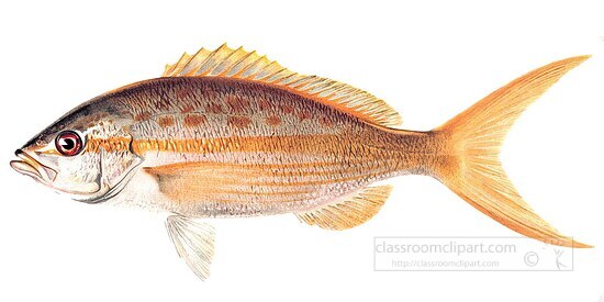 fish isolated on white background 3140