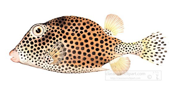 fish isolated on white background 3157