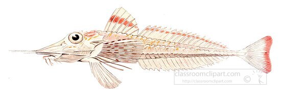 fish isolated on white background 3161