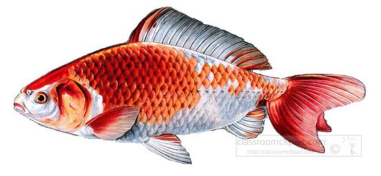 fish isolated on white background 3167