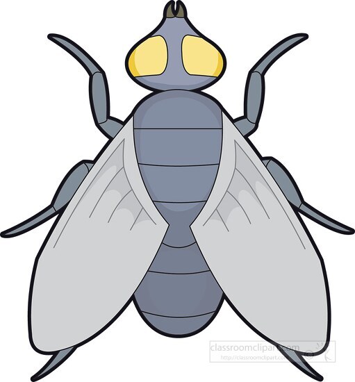 fly with yellow eyes insects clipart
