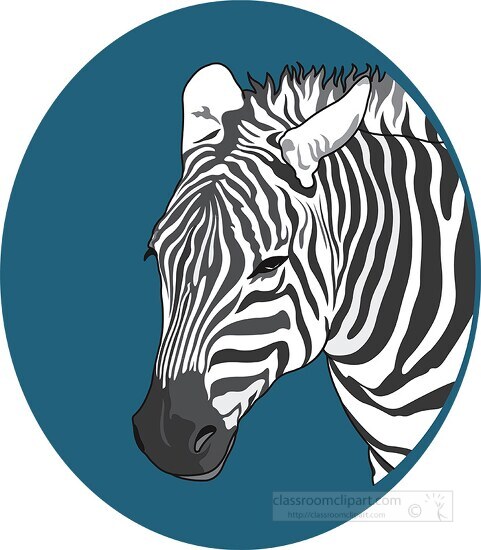 front face of zebra blue background clipart