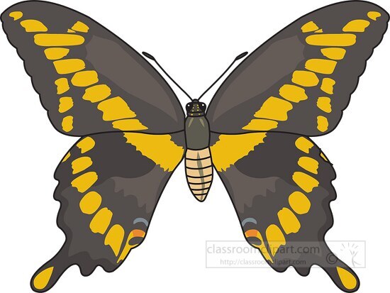 giant swallowtail butterfly clipart