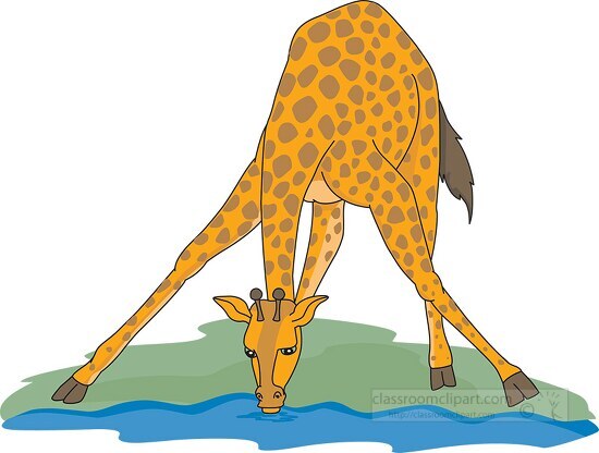 giraffe drinking from watering hole vector clipart
