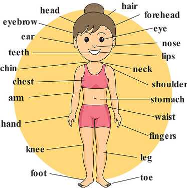 girl anatomy body parts labeled 1