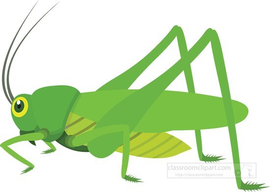 green grasshopper insect clipart