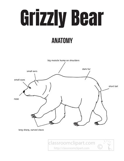 grizzly bear anatomy labeled black outline clipart