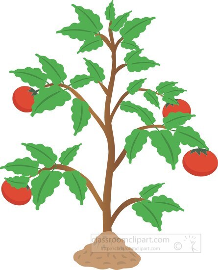 growing tomato plant clipart