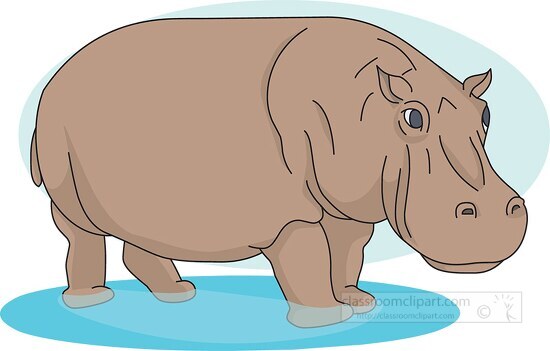 hippopotamus in water 01 2912