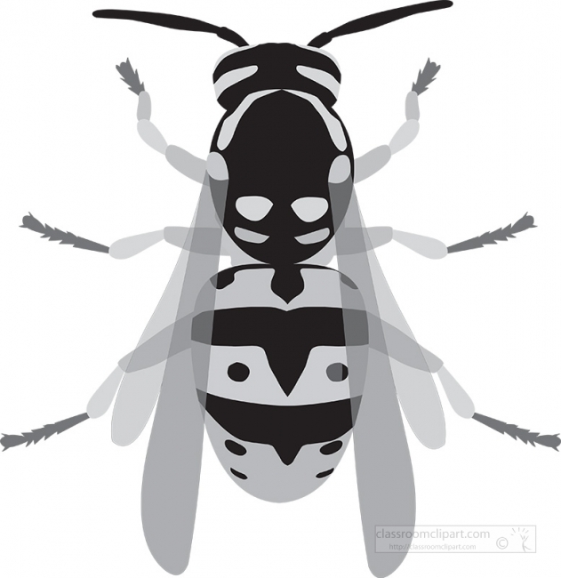 hornet insect gray clipart