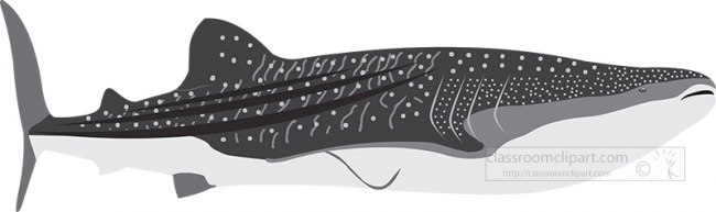 huge whale shark marine animal gray clipart