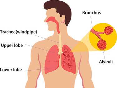 human anatomy illustration of respiratory system clipart