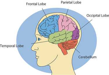 human brain 2613