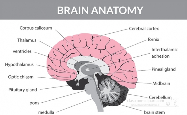human brain anatomy labeled gray color