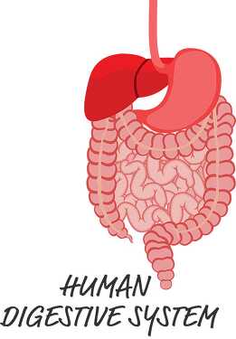 human digestive system clipart