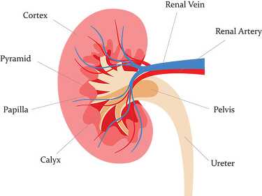 human kidney anatomy clipart