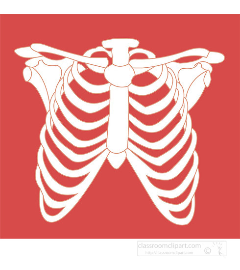 human rib cage white on color background clipart