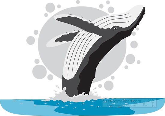 humbpack whale breaching gray color
