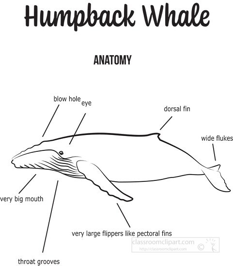 humpback whale clipart