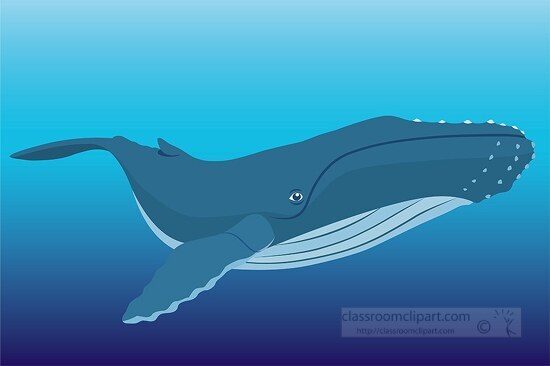 humpback whale in natural environment underwater clip art