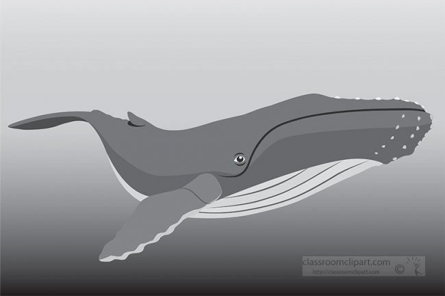 humpback whale in natural environment underwater gray color