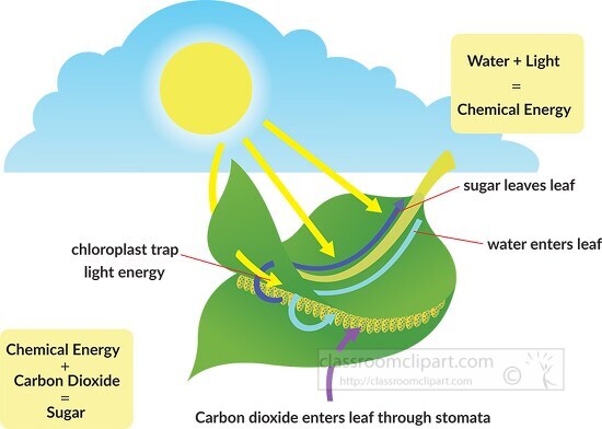 illlustrated process of photosyntheses clipart
