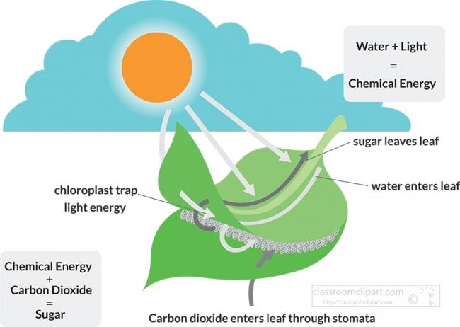 illlustrated process of photosyntheses gray color