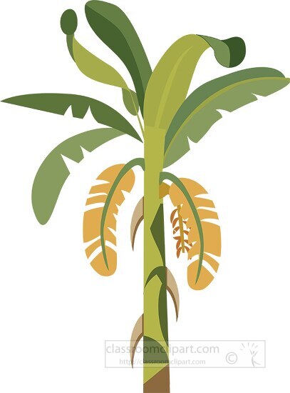 illustration of banaana tree vector clipart
