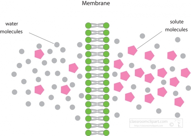 illustration osmosis through cell membrane gray color