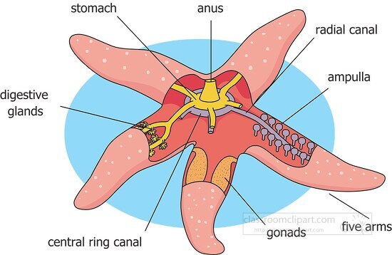 internal anatomy diagram of star fish