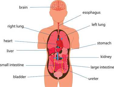 internal organs labeled human body anatomy clipart