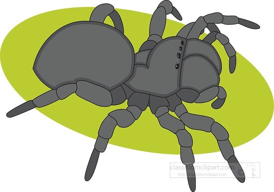 jumping spider clipart
