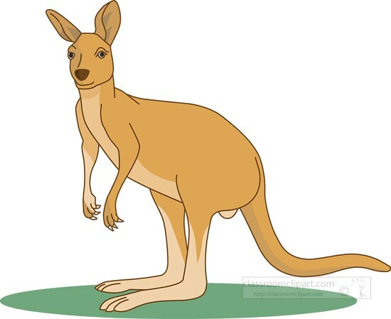 kangaroo standing on hind legs clipart