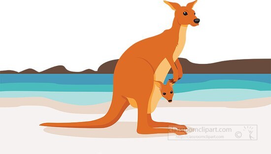 kangaroo with joey on beach in australia clipart