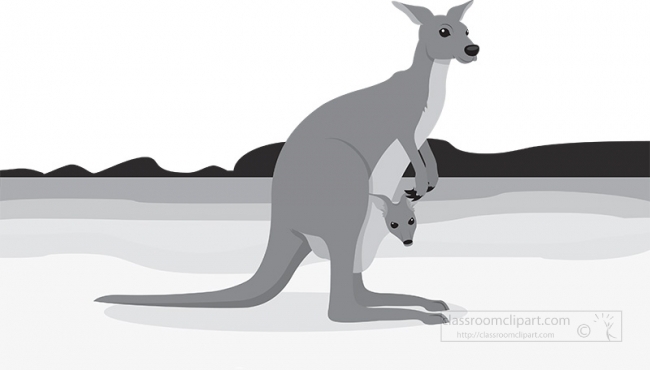 kangaroo with joey on beach in australia gray color