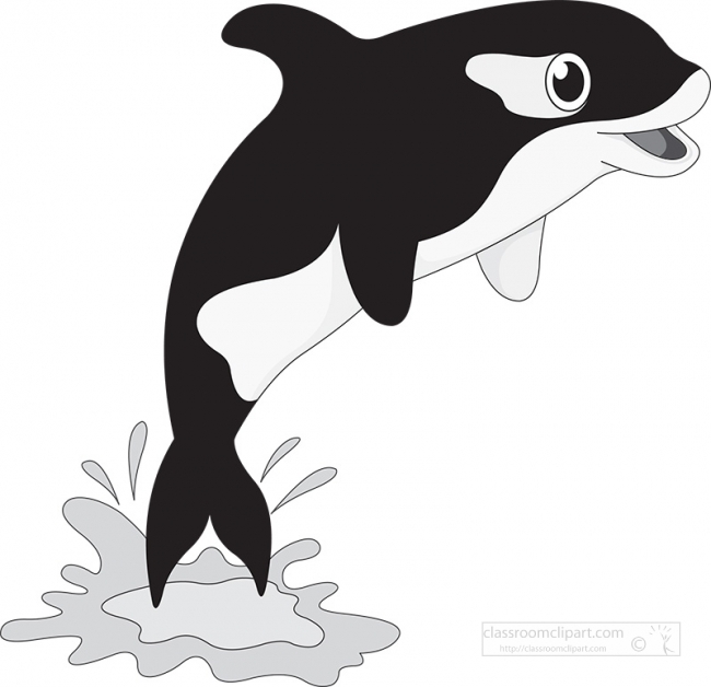 killer orca whale jumping out of the water gray color